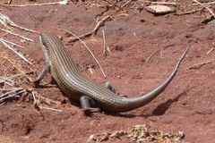 Trachylepis brevicollis