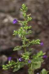 Stemodia viscosa