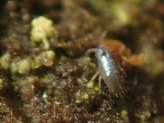 Lepidocyrtus cyaneus
