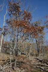 Quercus georgiana
