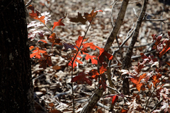 Quercus georgiana