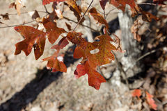 Quercus georgiana