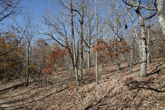 Quercus georgiana