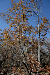 Quercus georgiana