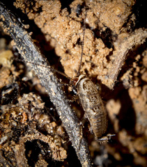 Phyllodromica subaptera