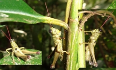 Ommatolampis perspicillata