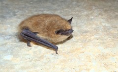 Myotis leibii