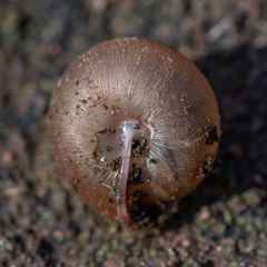 Oestophorella buvinieri