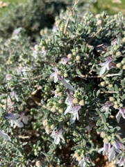 Teucrium brevifolium