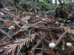 Paragymnopus sequoiae