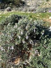 Teucrium brevifolium