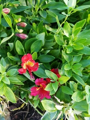 Alstroemeria ligtu
