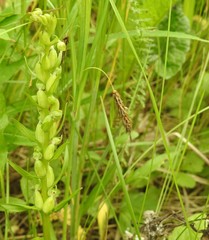 Carex paleacea