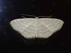 Scopula quadrifasciata
