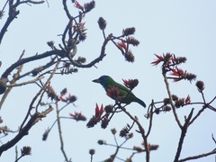 Psilopogon asiaticus