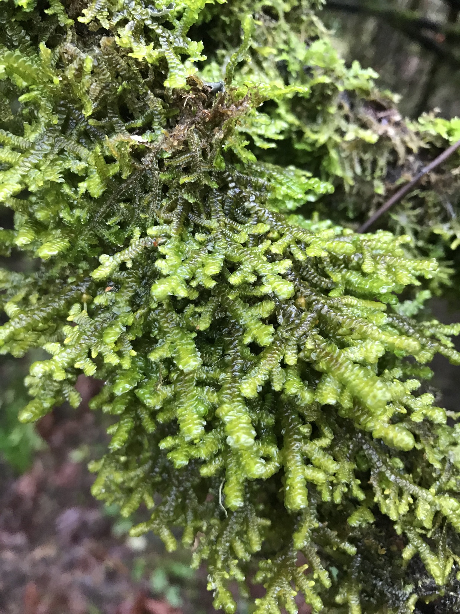 Porella navicularis