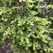 Tree Ruffle Liverwort - Photo (c) Caleb Catto, some rights reserved (CC BY), uploaded by Caleb Catto