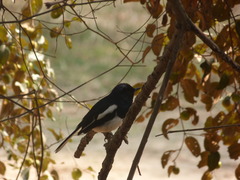 Copsychus saularis