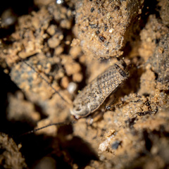 Phyllodromica subaptera