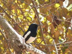Copsychus saularis