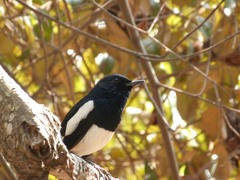 Copsychus saularis
