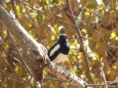 Copsychus saularis