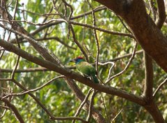 Psilopogon asiaticus