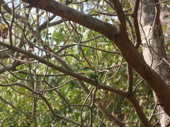 Psilopogon asiaticus