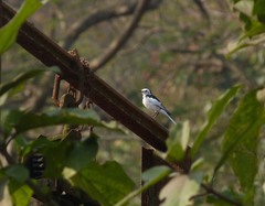 Motacilla alba