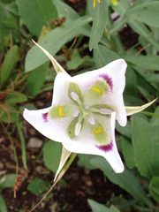 Calochortus eurycarpus