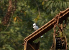 Motacilla alba