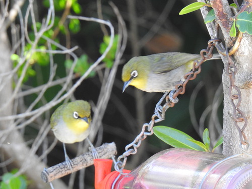 Cape White-eye (Zosterops virens), photo 10