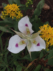 Calochortus eurycarpus
