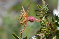 Rosa webbiana