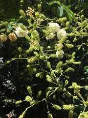 Mimosa malacophylla