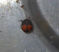 Hydrachna