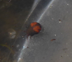 Hydrachna