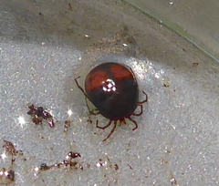 Hydrachna
