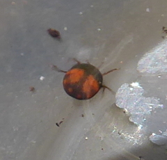 Hydrachna