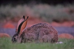Lepus saxatilis