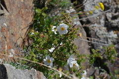 Rosa webbiana