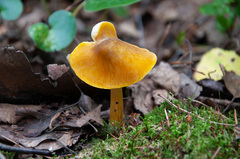 Pluteus leoninus