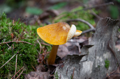 Pluteus leoninus