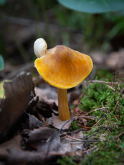 Pluteus leoninus