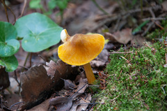 Pluteus leoninus