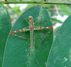 Eumastacidae
