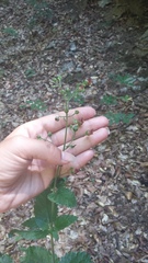 Scrophularia scopolii