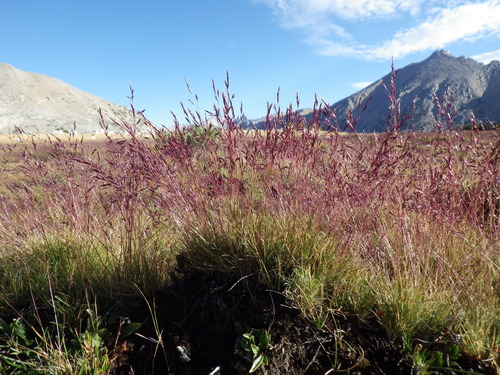 Muir's Reedgrass (Calamagrostis muiriana)