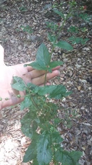 Scrophularia scopolii