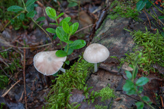 Pluteus plautus